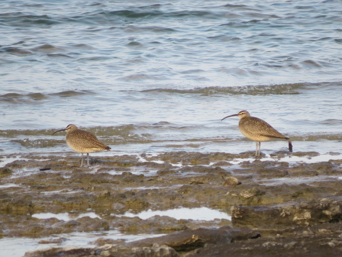 Hudsonian Whimbrel - Diana Werezak