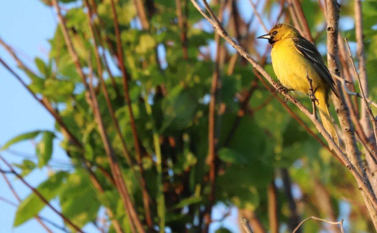 Orchard Oriole - ML619046571