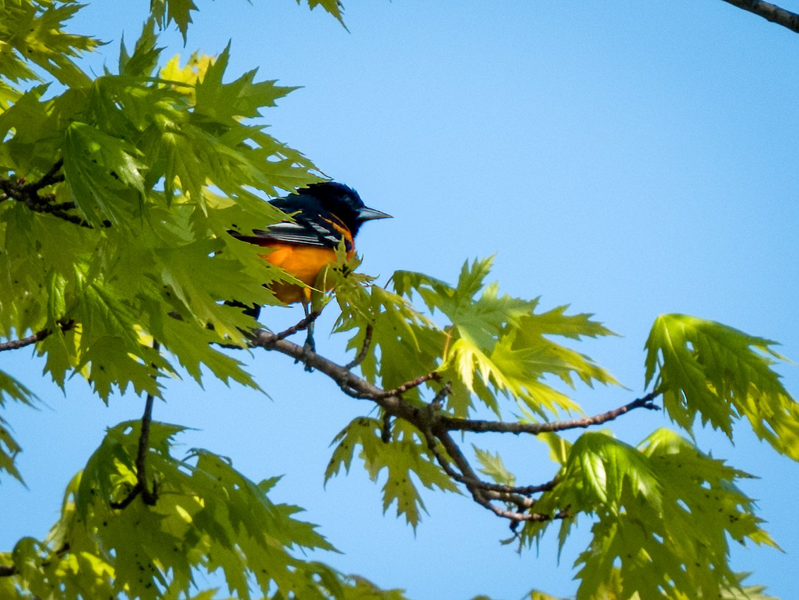 Baltimore Oriole - Andy Wilson