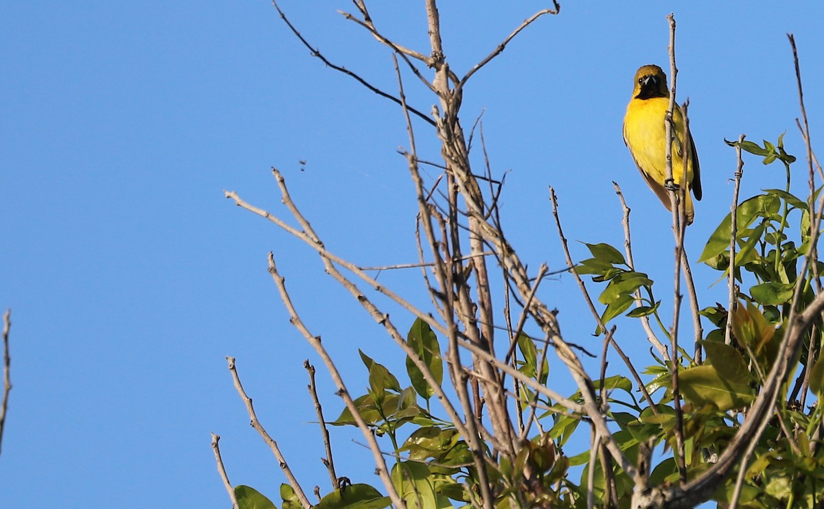 Orchard Oriole - ML619046579