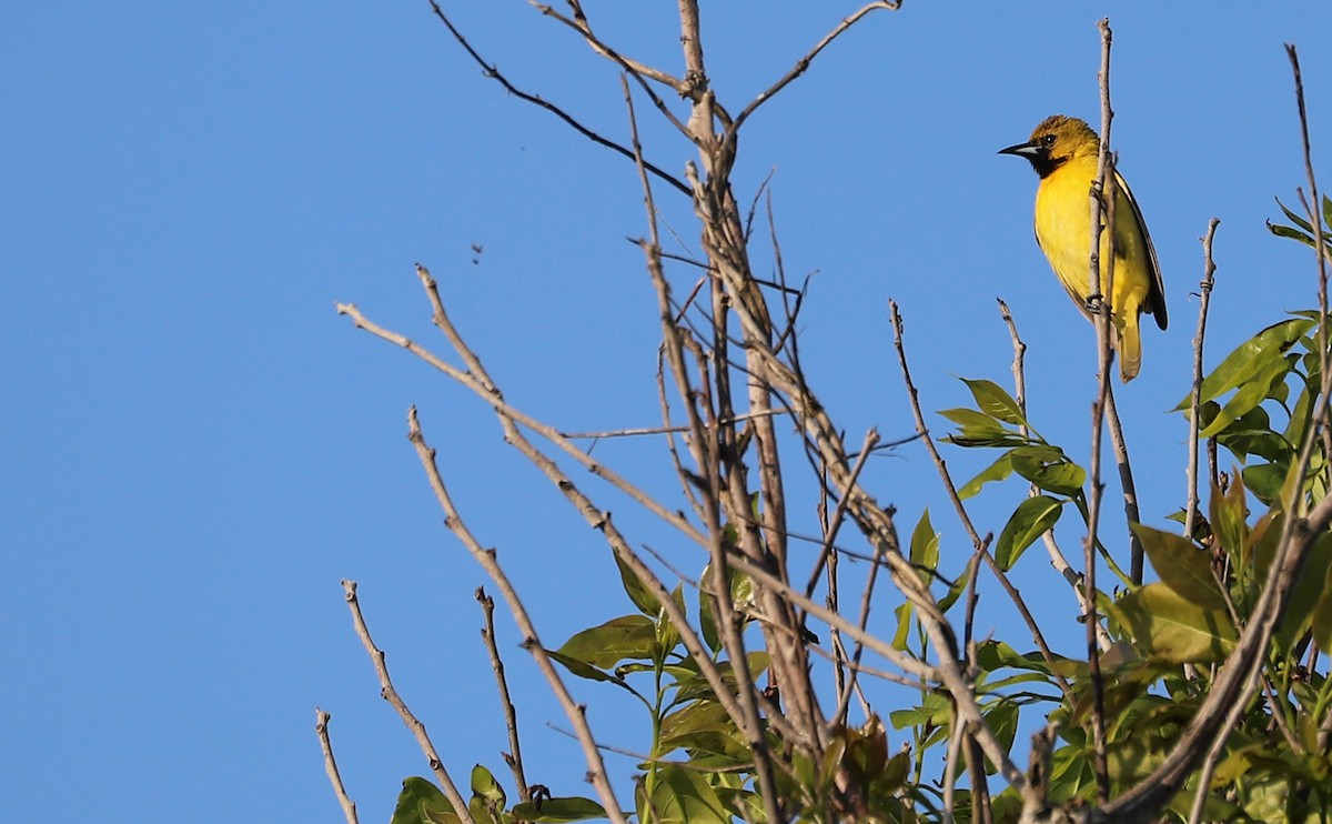 Orchard Oriole - ML619046582