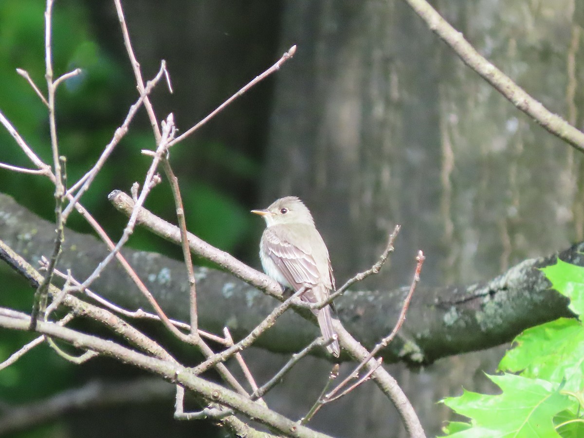 Willow Flycatcher - Kevin Cronin