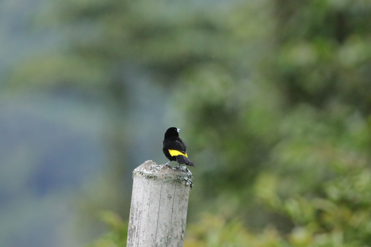 Flame-rumped Tanager - ML619046585