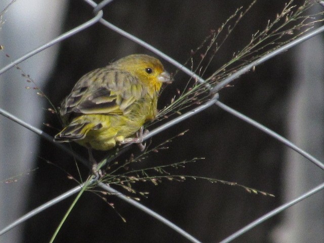 Saffron Finch - Hugo Rodriguez