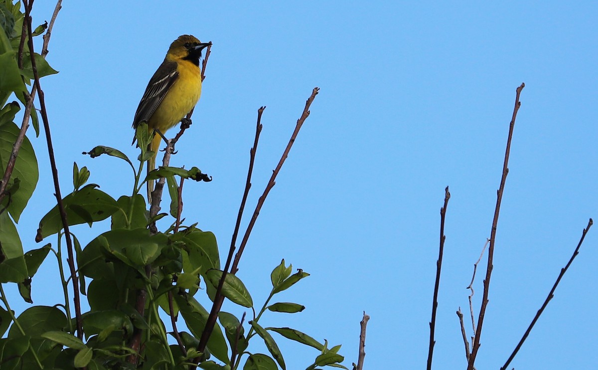 Orchard Oriole - Rob Bielawski