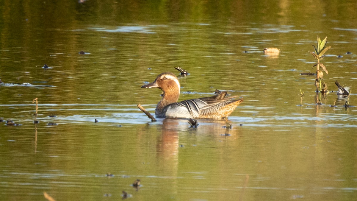 Garganey - Joren van Schie