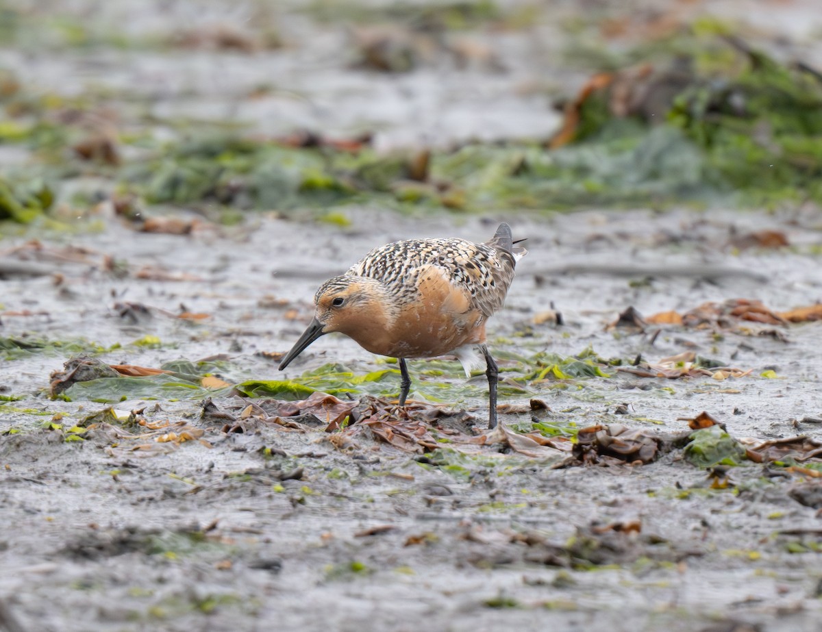 Red Knot - Buzz Scher