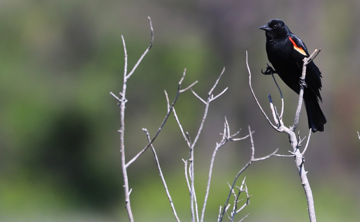 Red-winged Blackbird (Red-winged) - Rob Bielawski