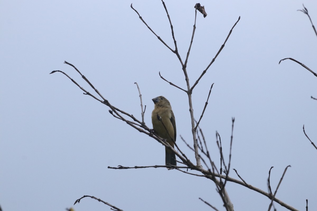 Yellow-bellied Seedeater - ML619046651