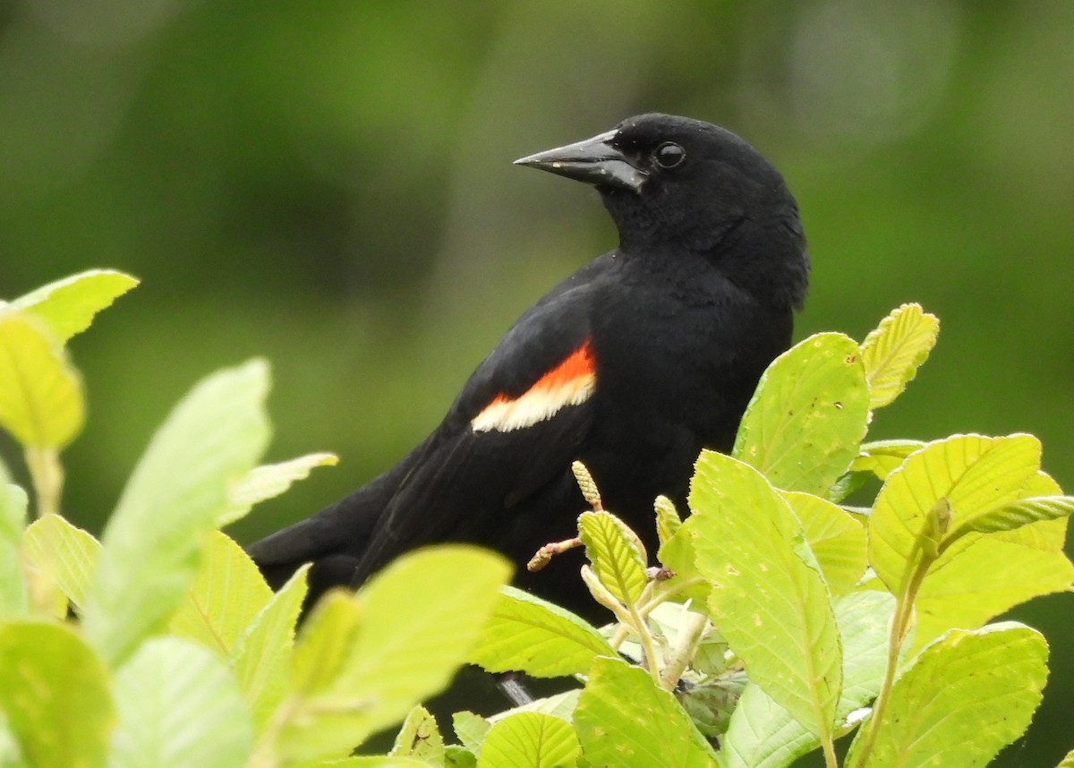 Red-winged Blackbird - Doug Burkholder