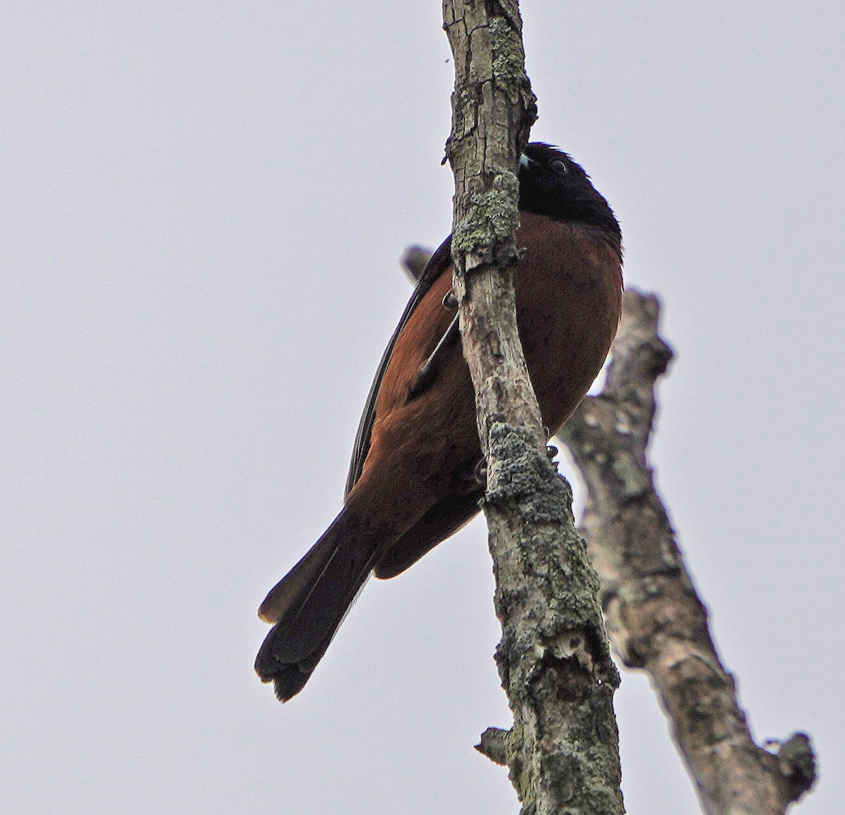 Orchard Oriole - Mark McConaughy