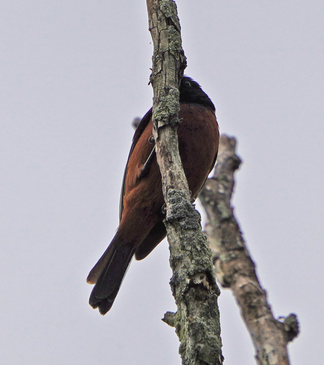 Orchard Oriole - Mark McConaughy