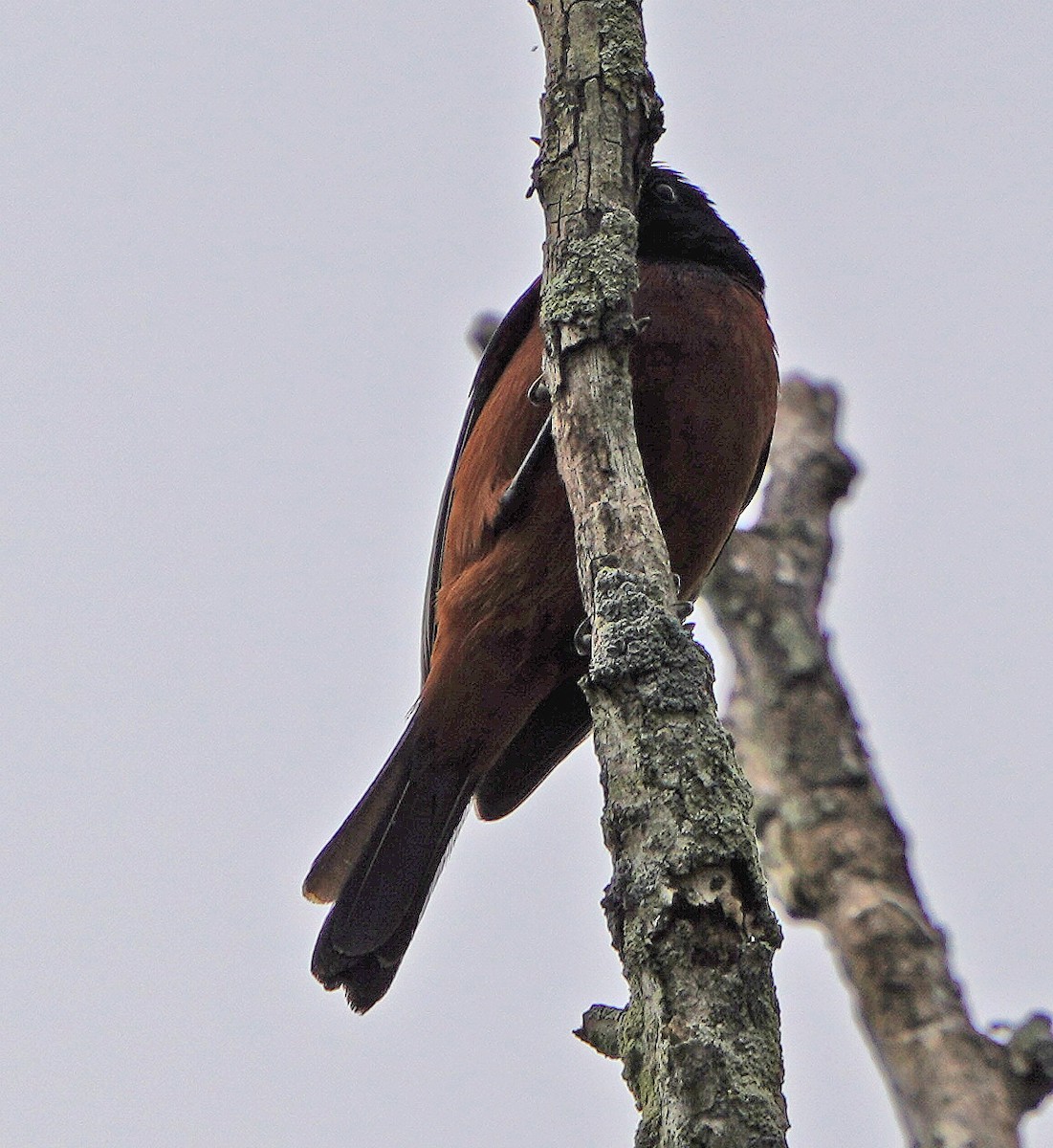 Orchard Oriole - Mark McConaughy