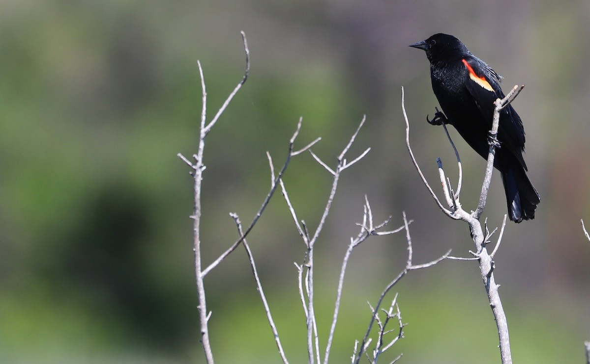 Red-winged Blackbird (Red-winged) - Rob Bielawski