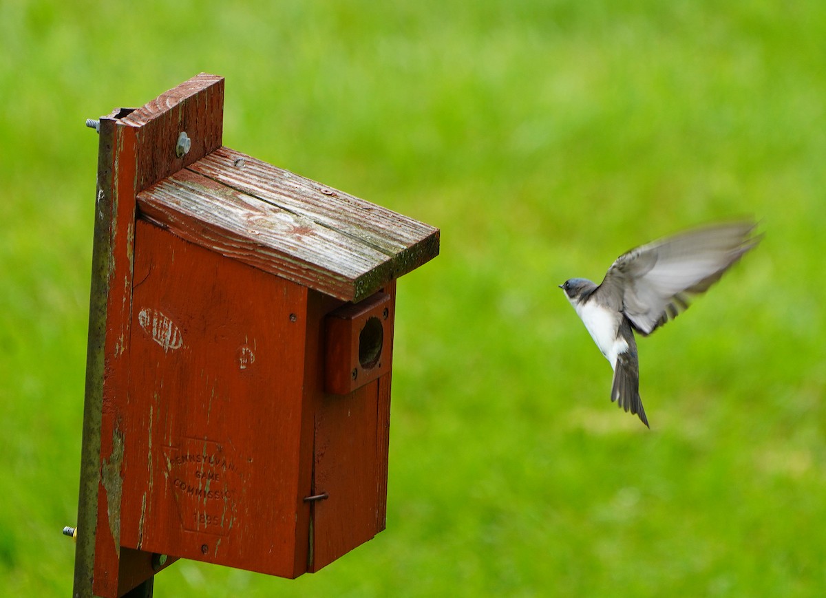 Tree Swallow - Mark McConaughy