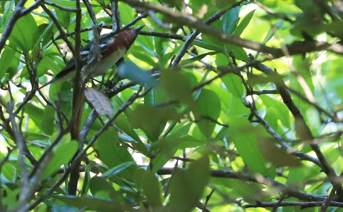Bay-breasted Warbler - Rob Bielawski