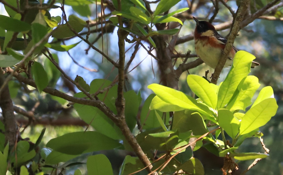 Bay-breasted Warbler - ML619046719