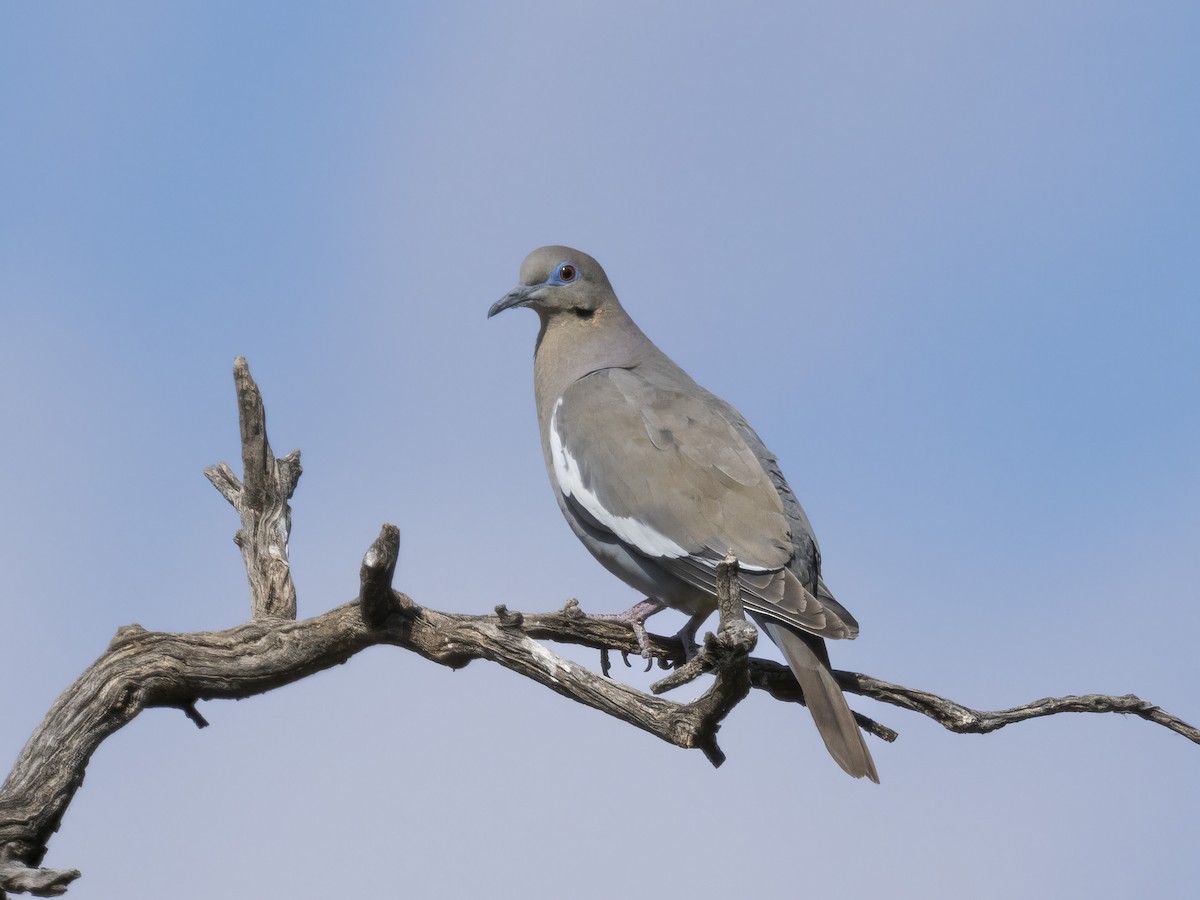 White-winged Dove - ML619046741