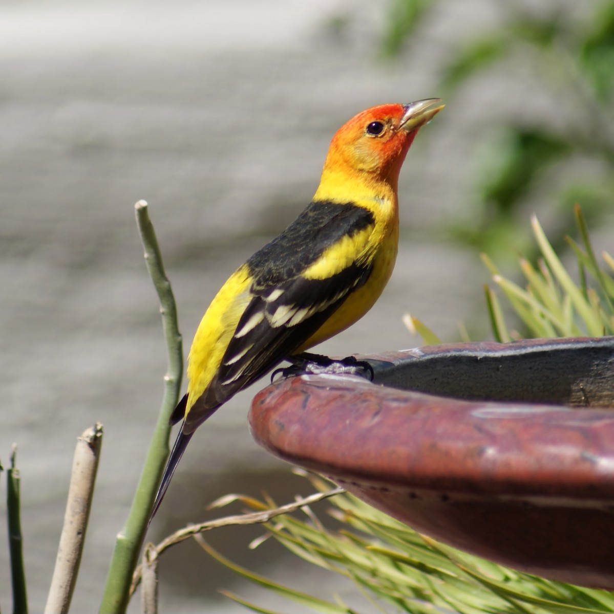Western Tanager - ML619046751