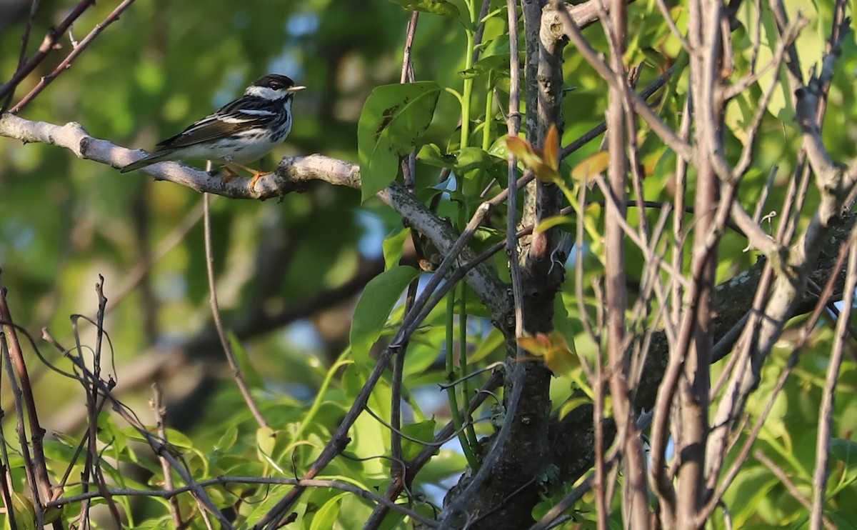 Blackpoll Warbler - ML619046754