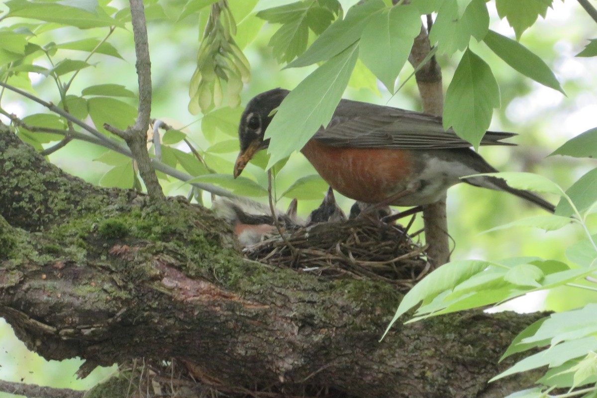 American Robin - ML619046756