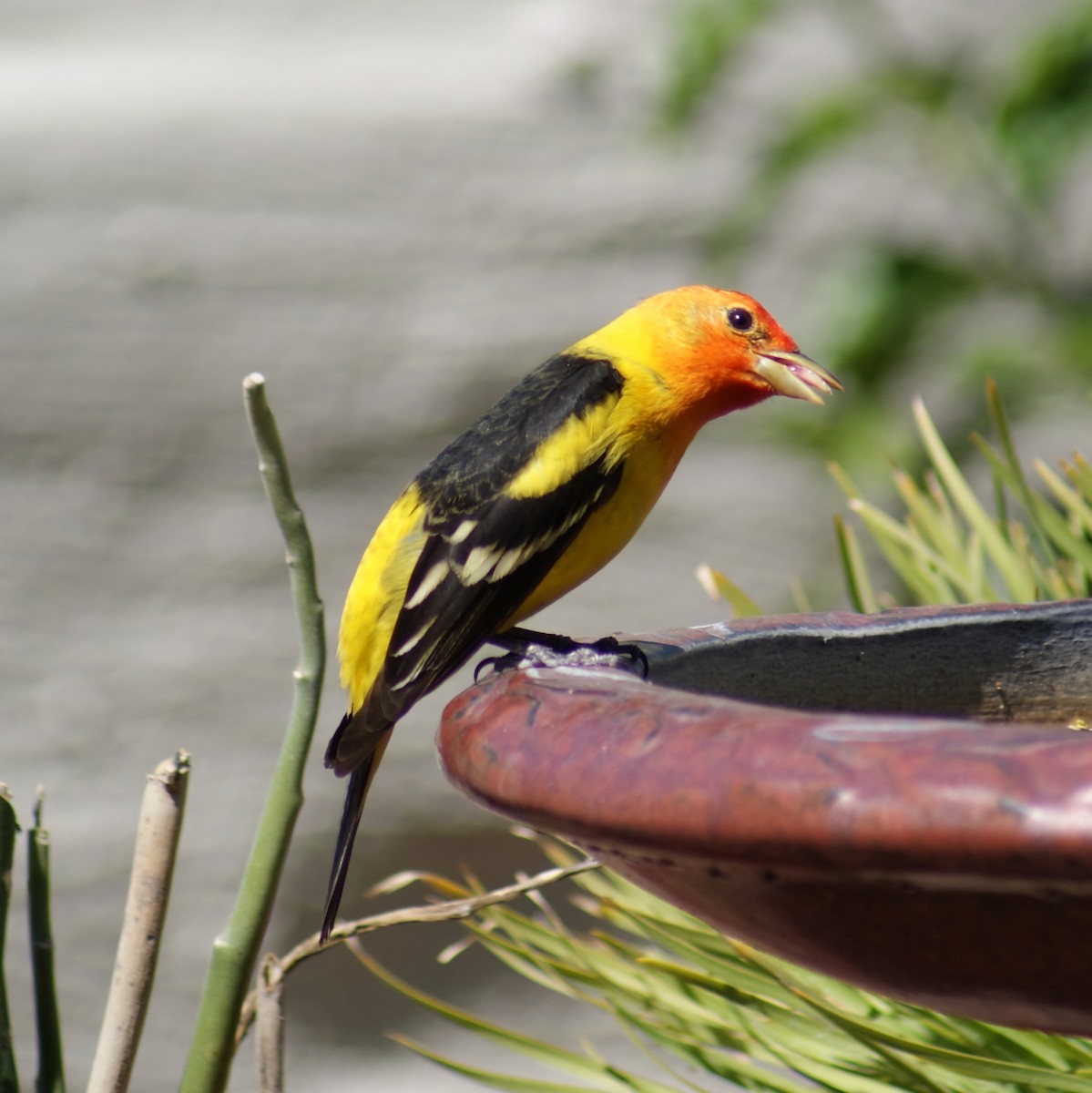 Western Tanager - ML619046759
