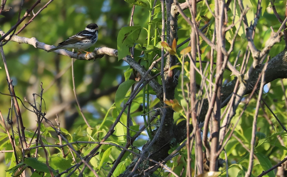 Blackpoll Warbler - ML619046762