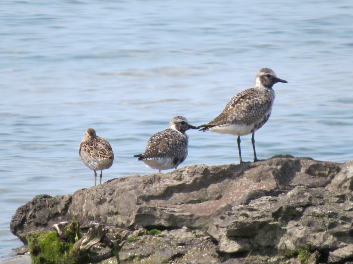 Black-bellied Plover - Diana Werezak