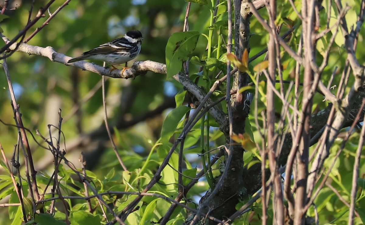 Blackpoll Warbler - Rob Bielawski