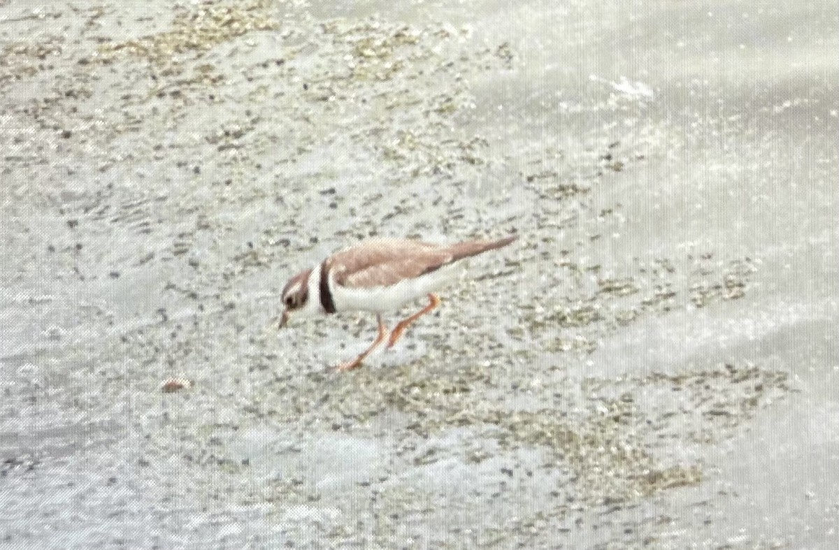 Semipalmated Plover - Kathleen Coates