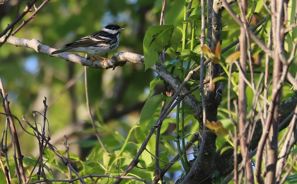 Blackpoll Warbler - ML619046779