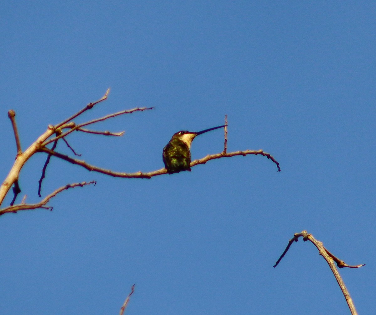 kolibřík cerradový - ML619046796