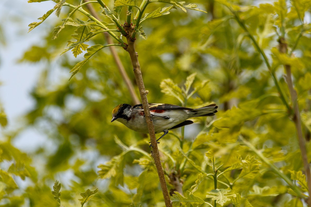 Chestnut-sided Warbler - Maggie P