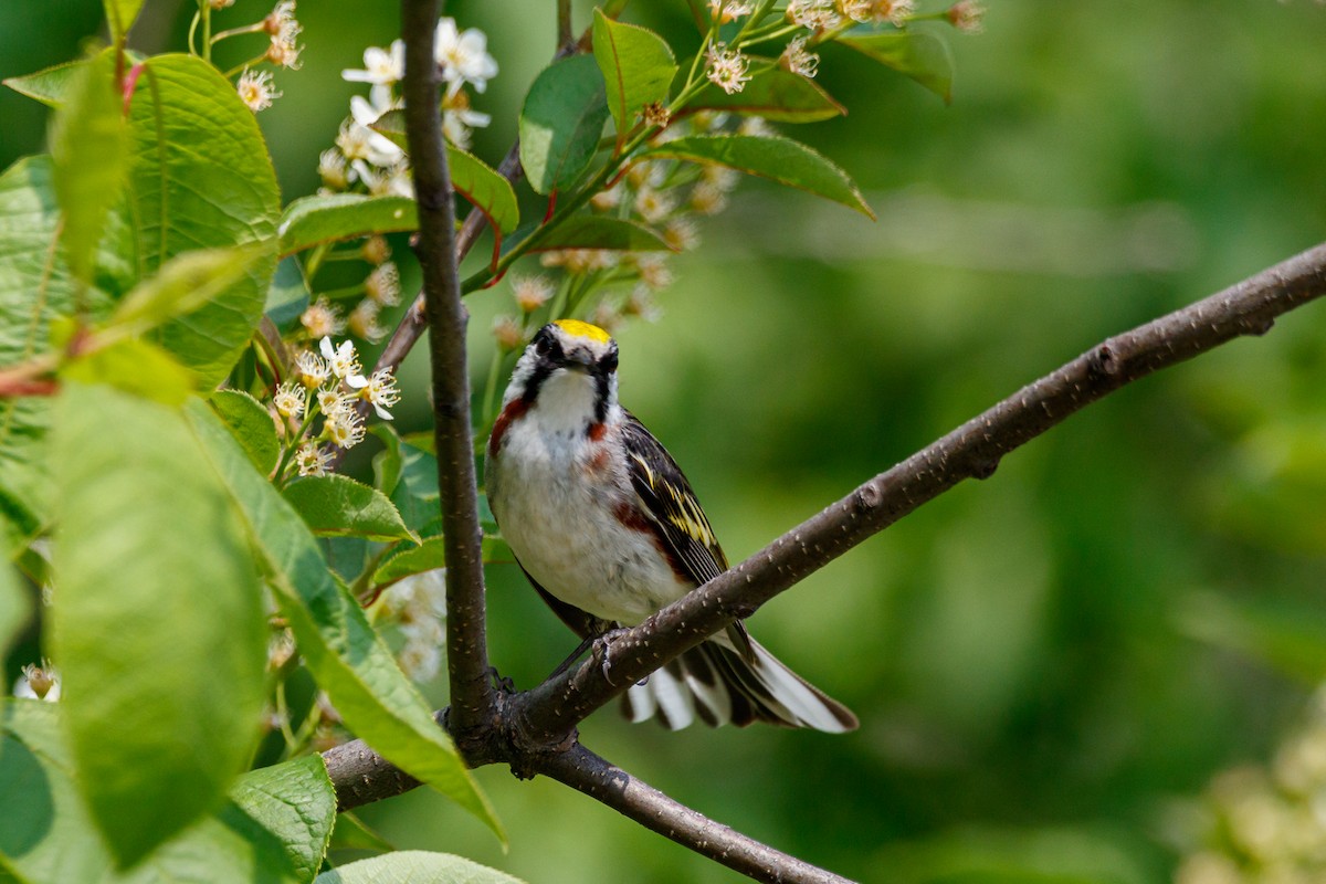 Chestnut-sided Warbler - ML619046805