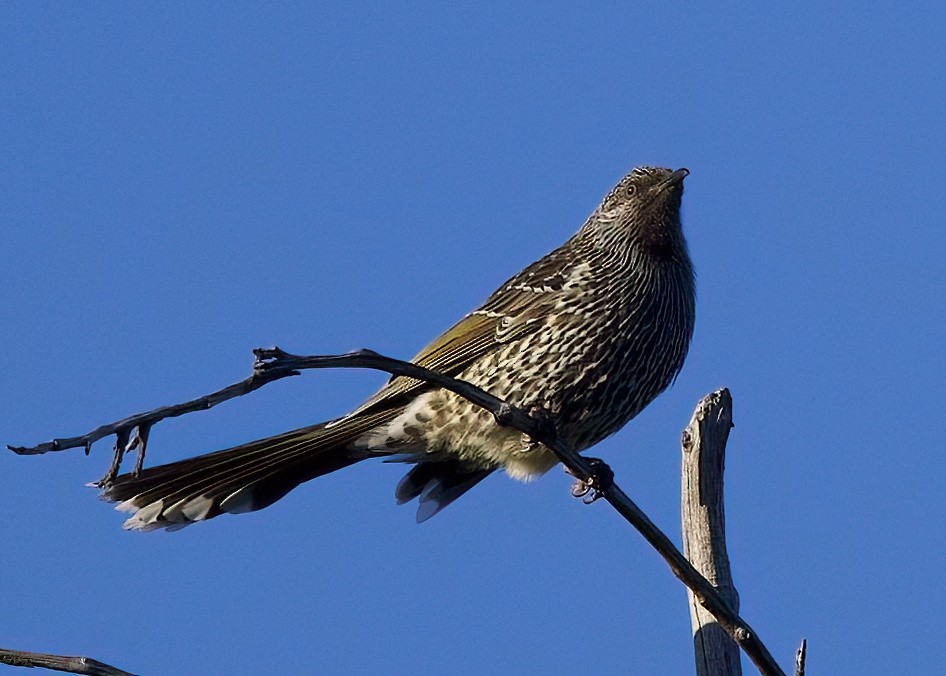 Little Wattlebird - ML619046806