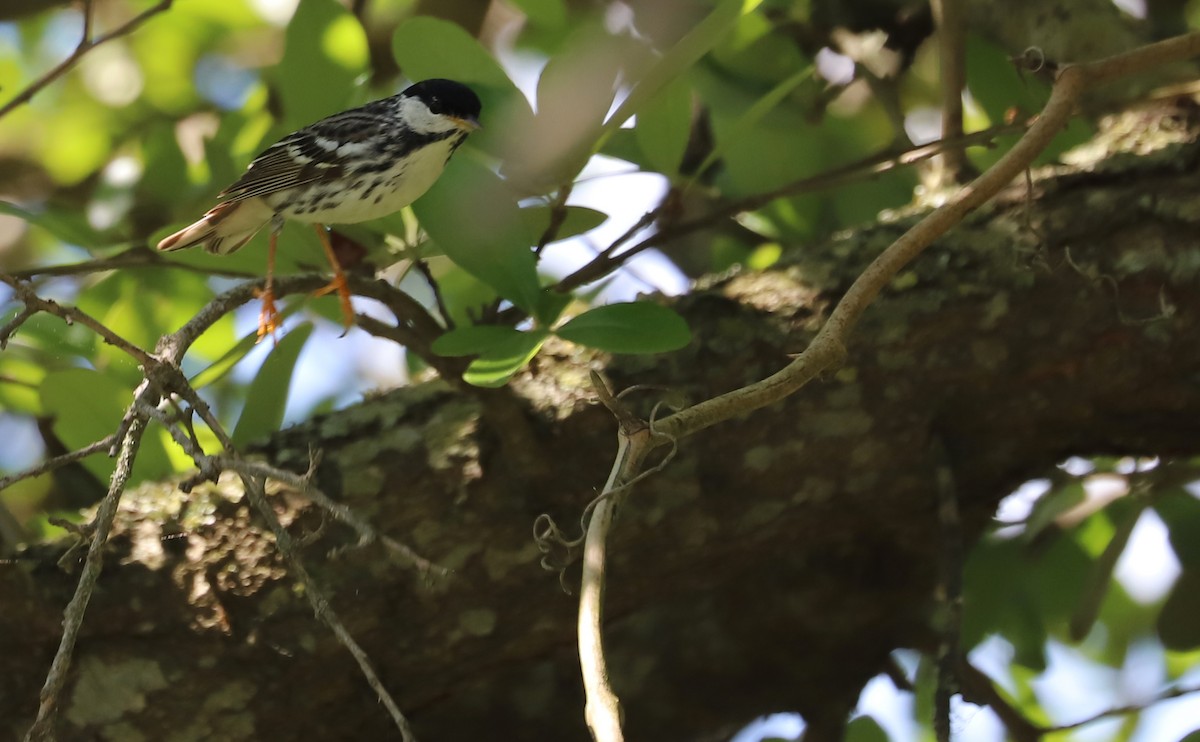 Blackpoll Warbler - ML619046814