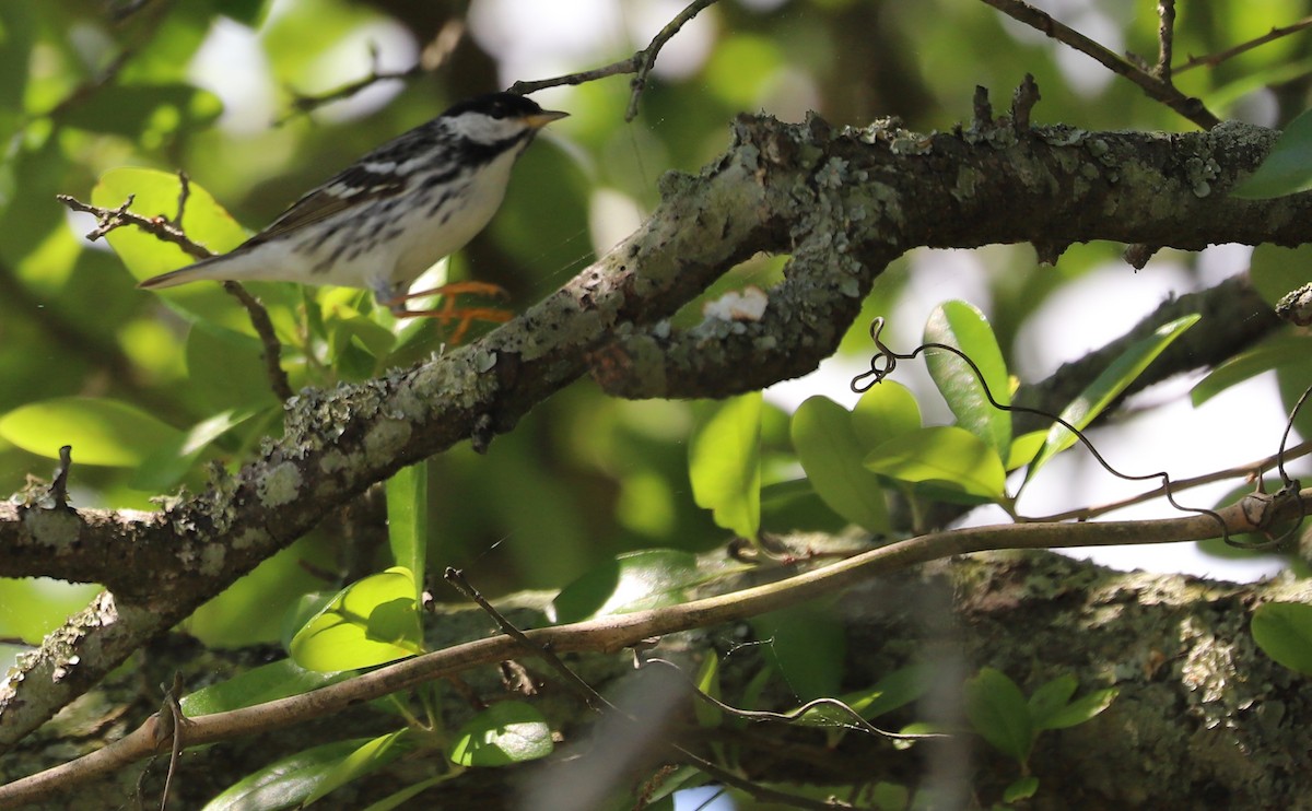 Blackpoll Warbler - Rob Bielawski