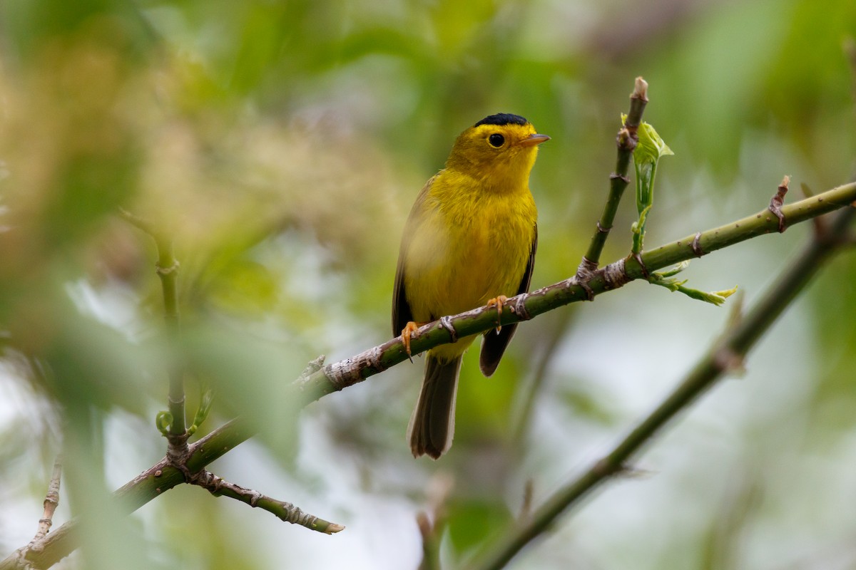 Wilson's Warbler - ML619046831