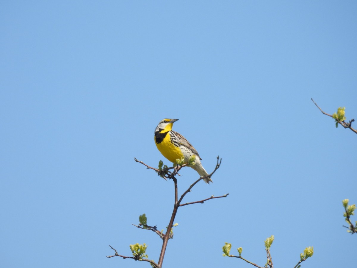 Eastern Meadowlark - ML619046843