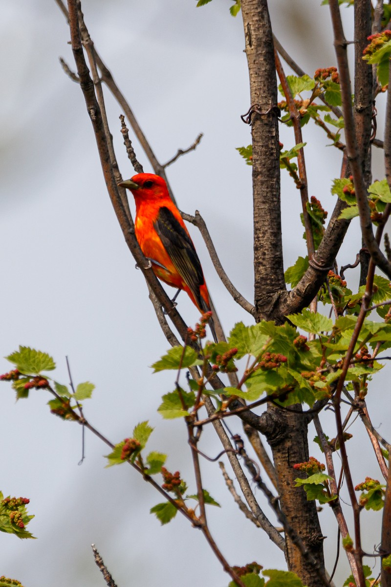 Scarlet Tanager - ML619046848