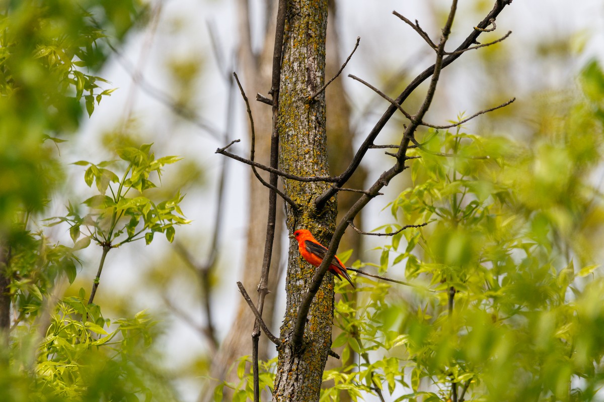 Scarlet Tanager - Maggie P