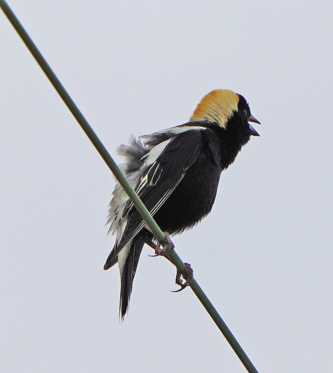 Bobolink - Mark McConaughy