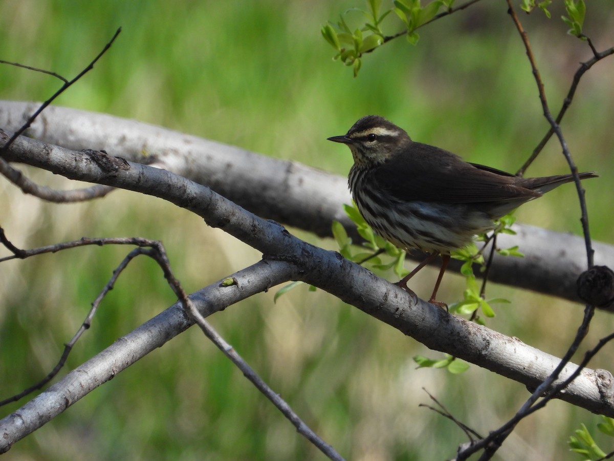 Northern Waterthrush - Daniel Raleigh