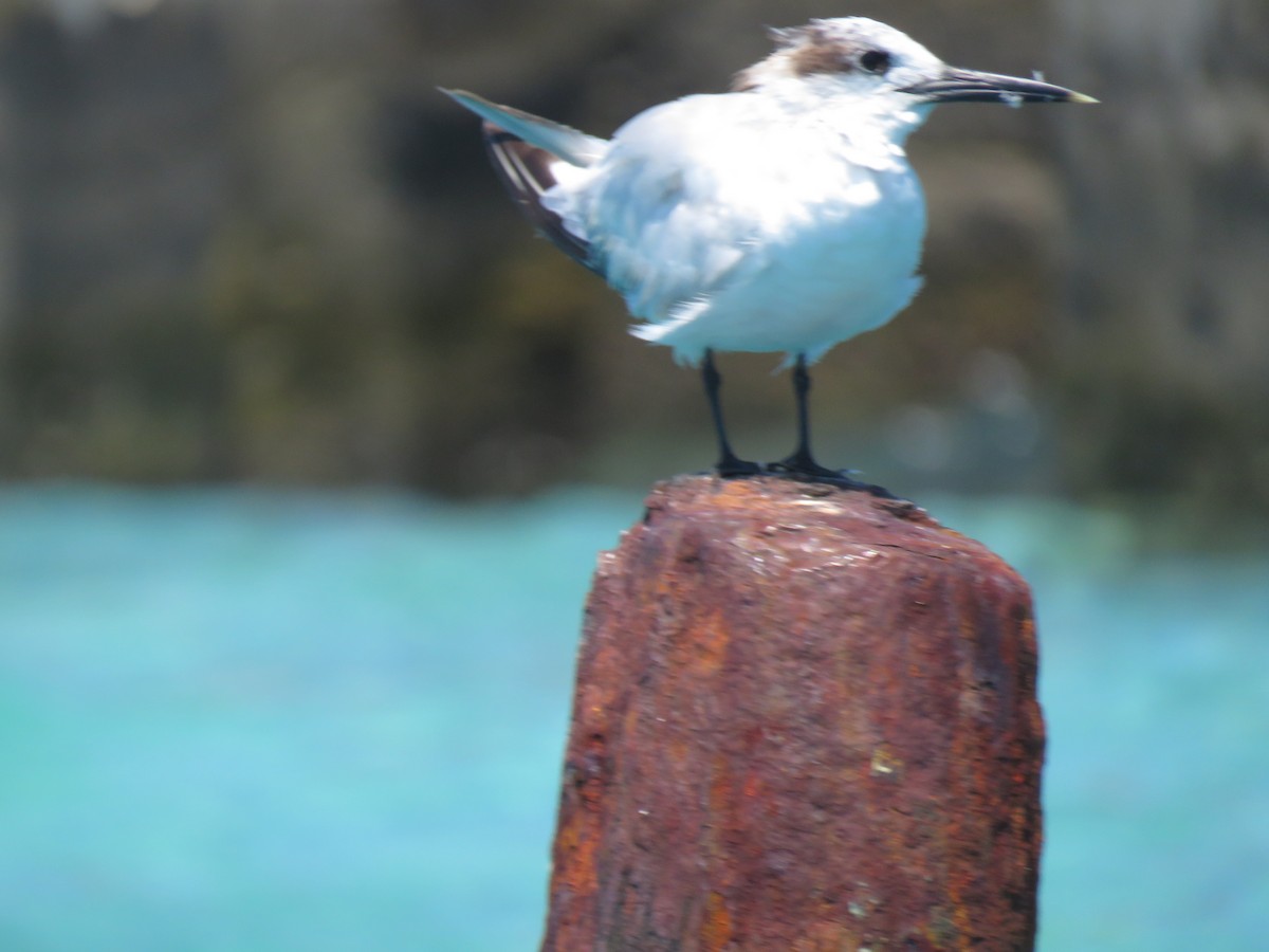 Sandwich Tern (Cabot's) - Val Landwehr