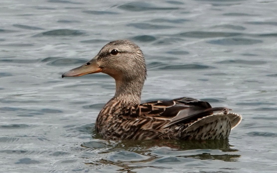 Mallard - Peter Blancher