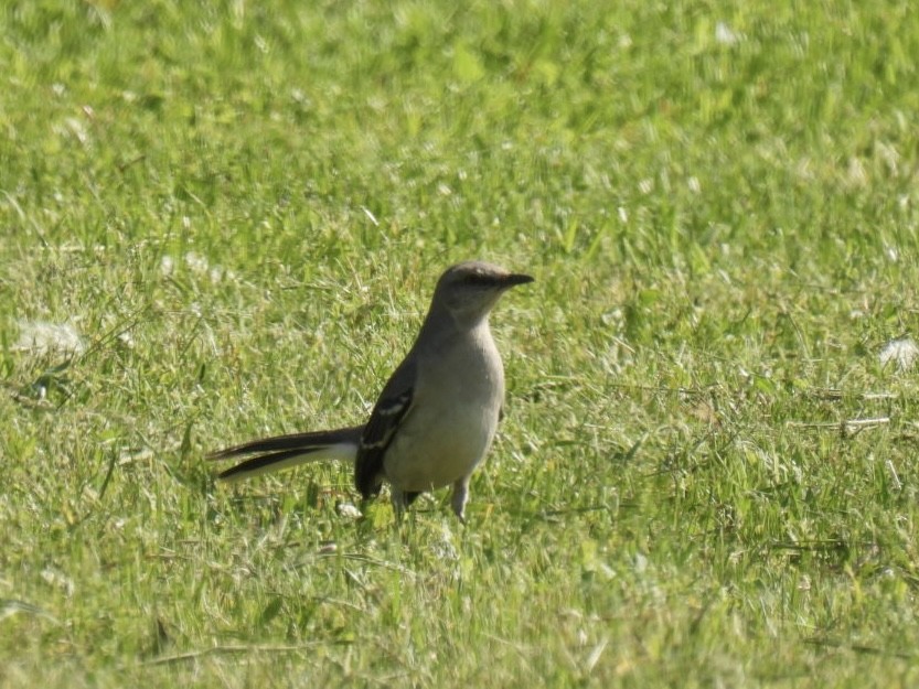 Northern Mockingbird - Vikki Jones