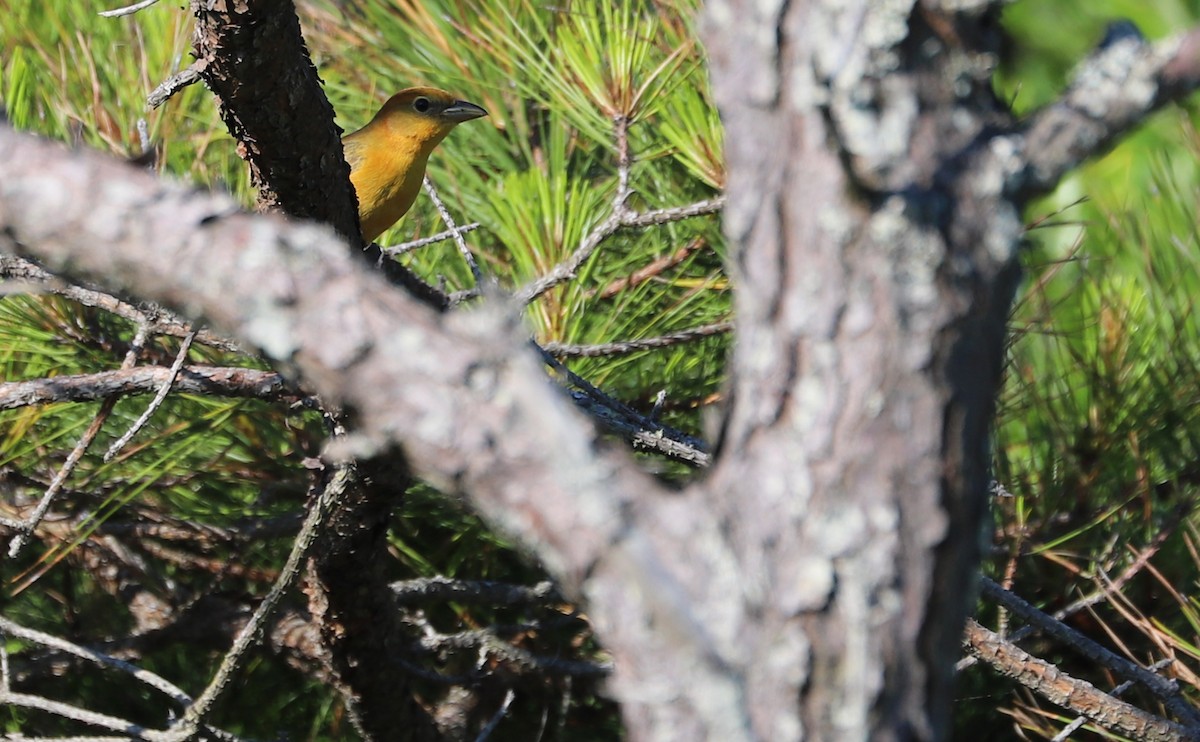 Summer Tanager - Rob Bielawski