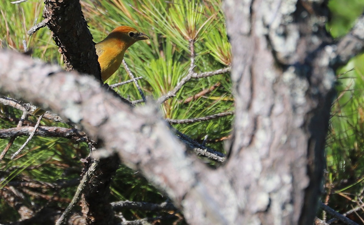 Summer Tanager - Rob Bielawski