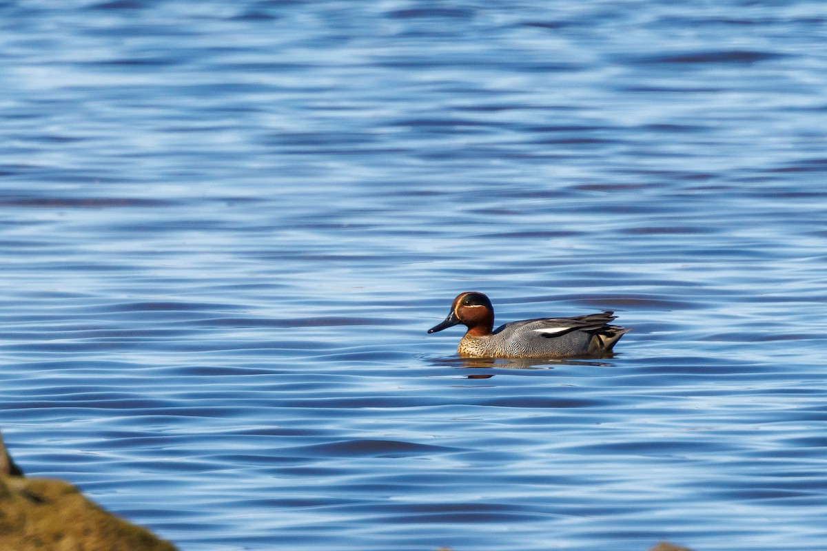 Green-winged Teal - Vitor Gonçalves