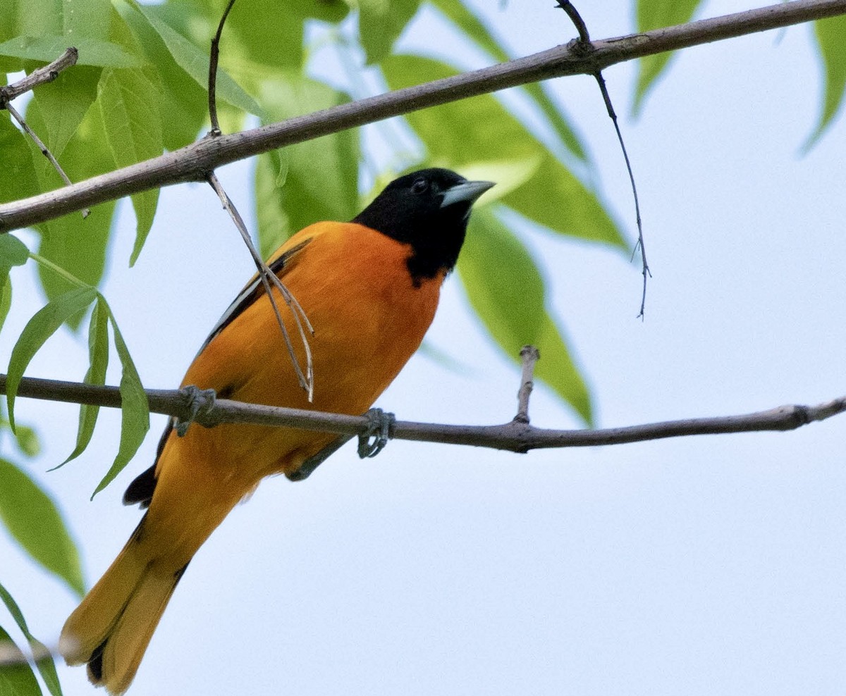 Baltimore Oriole - Gayle Bachert